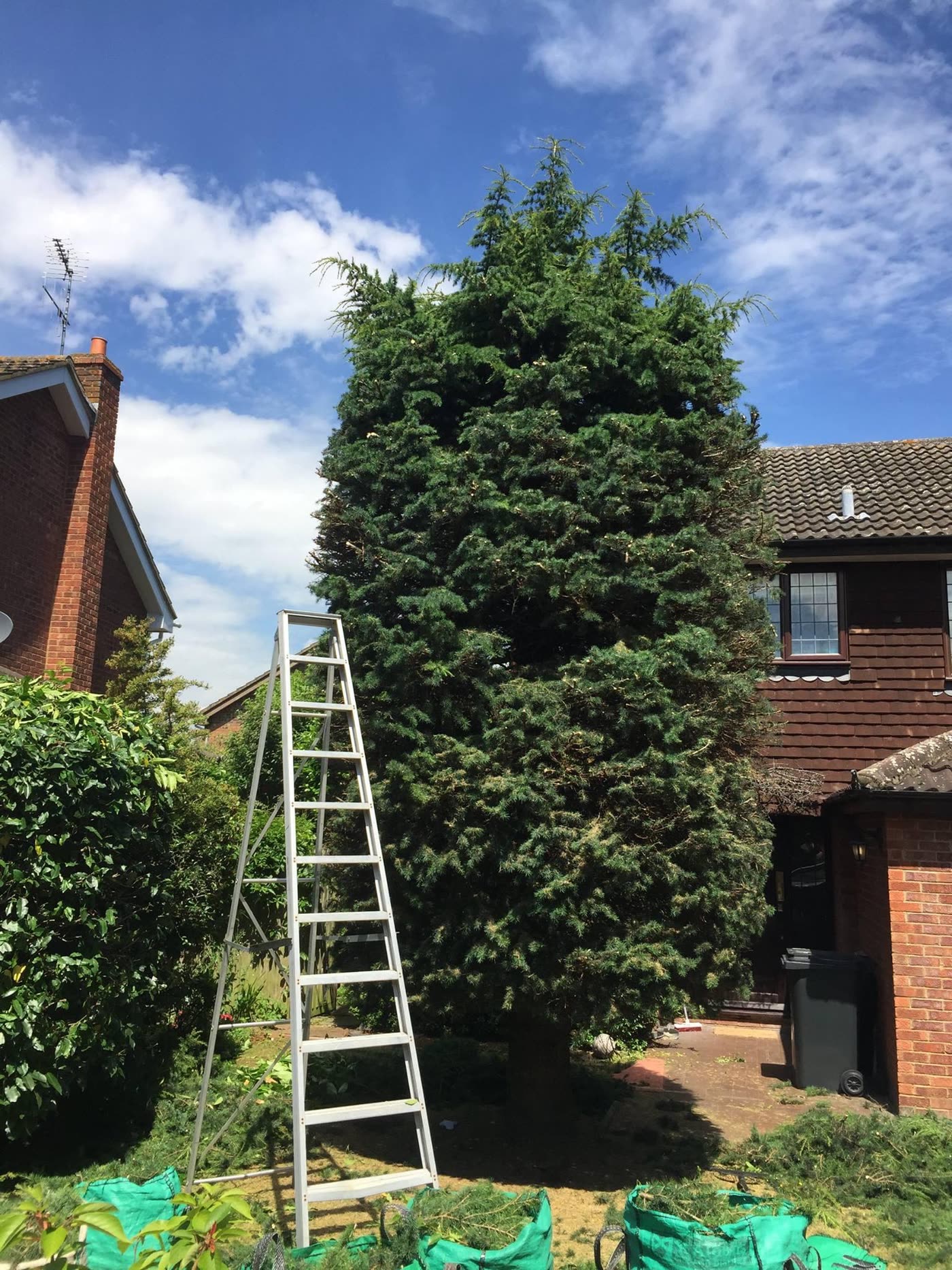 Height is no problem — hedges and conifers cut back safely.